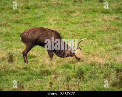 Manchurian Sika Deer dressing Geweih in Gras, Studley Royal Park, North Yorkshire, UK. Stockfoto