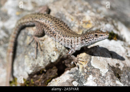 Gemeinsame Wand Eidechse (Podarcis muralis) auf einem Flechten bewachsene Felsen Stockfoto