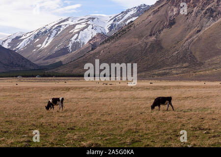 Szene der Kühe und Pferde auf der grünen Wiese gegen Anden in Esquel, Patagonien, Argentinien Stockfoto