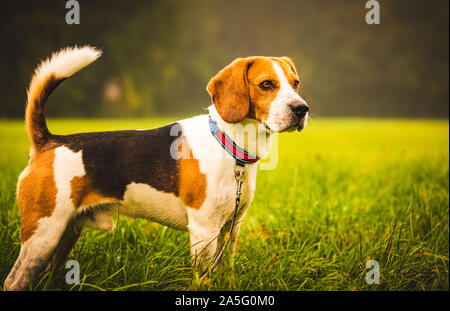 Beagle Hund auf dem Hintergrund einer grünes Feld im Herbst nach dem Regen beim Laufen wie verrückt Stockfoto