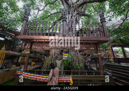 COLOMBO, Sri Lanka - 11. AUGUST 2019: Nicht identifizierte Frauen beten auf einer "Bodhi Tree". Die großen und sehr alten Heiligen Feigenbaum in Gangaramaya buddhistischen Tem Stockfoto