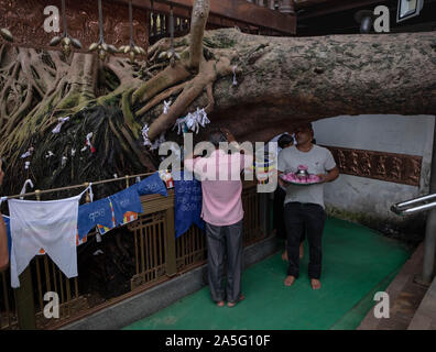 COLOMBO, Sri Lanka - 11. AUGUST 2019: unbekannter Mann, der betet auf einem "Bodhi Tree". Die großen und sehr alten Heiligen Feigenbaum in Gangaramaya buddhistischen Templ Stockfoto