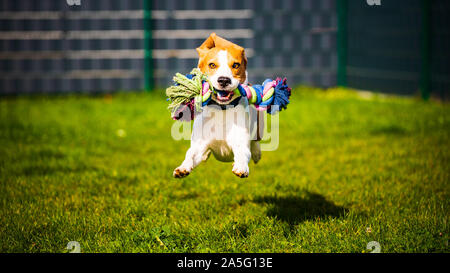 Beagle Hund springen und laufen wie verrückt mit einem Spielzeug in einem Outdoor auf die Kamera Stockfoto