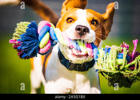 Beagle Hund springen und laufen wie verrückt mit einem Spielzeug in einem Outdoor auf die Kamera Stockfoto