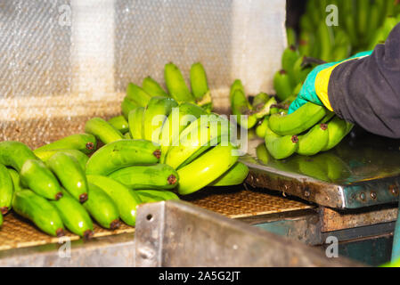 Betreiber schneiden Trauben von Bananen zu einem Verpackungsanlage. Stockfoto