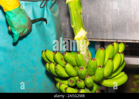 Betreiber schneiden Trauben von Bananen zu einem Verpackungsanlage. Stockfoto