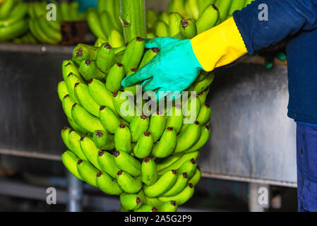 Betreiber schneiden Trauben von Bananen zu einem Verpackungsanlage. Stockfoto