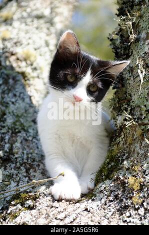 Nette schwarz-weiße Schneeschuhkatze auf einem Baum sitzend Mit einem ruhigen Ausdruck Stockfoto