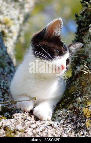 Nette schwarz-weiße Schneeschuhkatze auf einem Baum sitzend Mit einem ruhigen Ausdruck Stockfoto