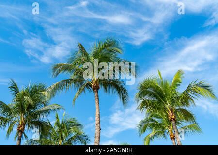 Palm Tree Tops mit klaren blauen Himmel im sonnigen Naples FL Stockfoto