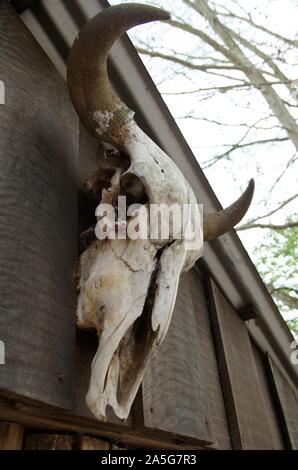 Schädel einer toten Ziege auf einem Holzhaus Stockfoto