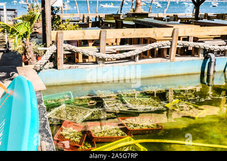 Versenkt oyster Pakete im Tank in Oyster Gärtnerei an einem französischen Fischerdorf in der Bucht von Arcachon, Frankreich Stockfoto