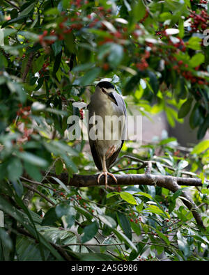 Schwarz - gekrönte Nacht - heron Barsch auf einen Zweig mit einem Bein ruht mit einem Obstbaum in seiner Umgebung und Umwelt umgeben. Stockfoto