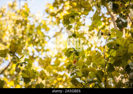 In der Nähe auf einer Ebene Baum mit seinen gelben und grünen Blätter im Herbst. Auch als Bergahorn, oder Platanus bekannt, der Baum ist ein Symbol der Fallen im Norden er Stockfoto