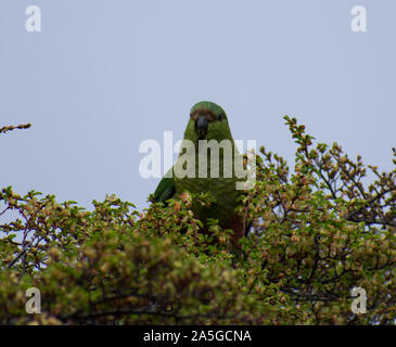 Green Parrot versteckt sich in einem Baum in Torres Del Paine, Patagonien Chile Stockfoto