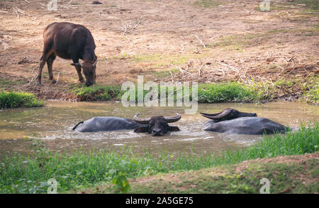 Wasserbüffel im Schlamm Teich ruhen Stockfoto