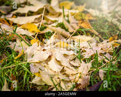 Orange und Gelb Ahorn gefallenen Blätter mit Tautropfen auf grünem Gras. Herbst horizontale Hintergrund mit getrockneten Blätter im Sonnenlicht. Stockfoto