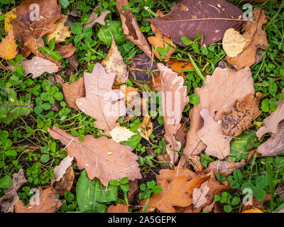 Orange, Gelb und Braun Eiche gefallenen Blätter mit Tautropfen auf grünem Gras. Herbst horizontale Hintergrund mit getrockneten Blätter im Sonnenlicht. Stockfoto