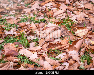 Orange, Gelb und Braun Eiche gefallenen Blätter mit Tautropfen auf grünem Gras. Herbst horizontale Hintergrund mit getrockneten Blätter im Sonnenlicht. Stockfoto