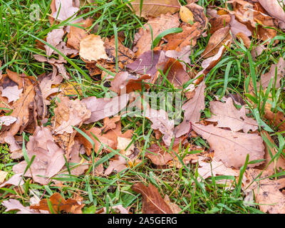 Orange, Gelb und Braun Eiche gefallenen Blätter mit Tautropfen auf grünem Gras. Herbst horizontale Hintergrund mit getrockneten Blätter im Sonnenlicht. Stockfoto
