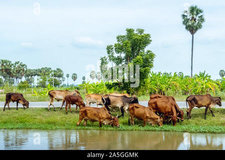 Herden von Kühe fressen Gras auf der Seite der Straße in der Nähe des Bewässerungskanals. Stockfoto