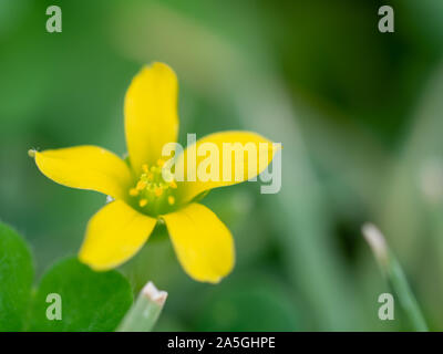 Closeup Detail der blühenden gelben Klee (woodsorrel) Blüte Stockfoto