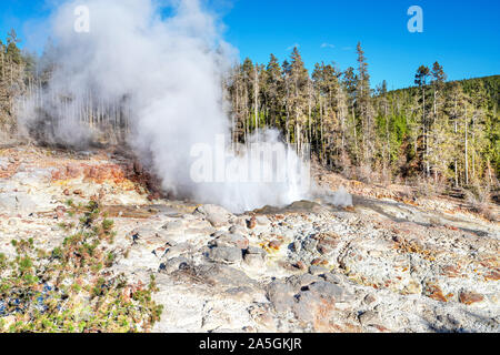 Steamboat Geysir, der weltweit höchsten derzeit aktiven Geysir, bricht in Norris Geyser Basin im Yellowstone National Park, Wyoming, USA Stockfoto