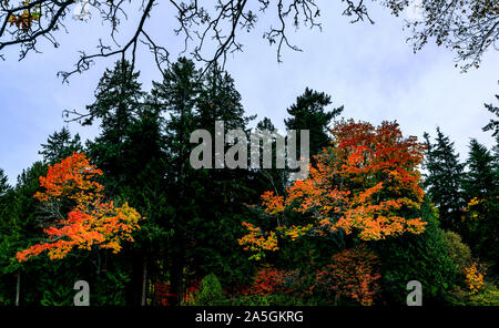 Herbst Farben entlang der Stanley Park Stockfoto