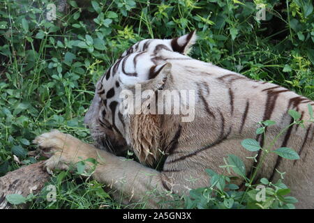 Tiger spielt im Wasser auf dem Berg. - Bild Stockfoto