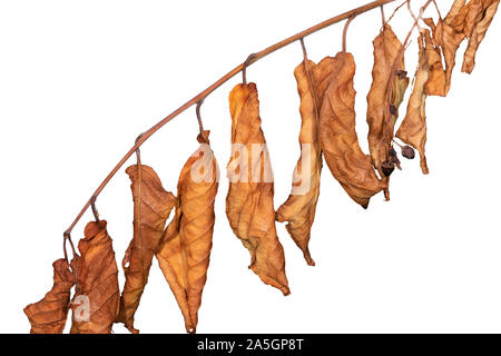 Zweig mit getrockneten gelben Herbst auf einem weißen Hintergrund Blätter, isoliert Stockfoto