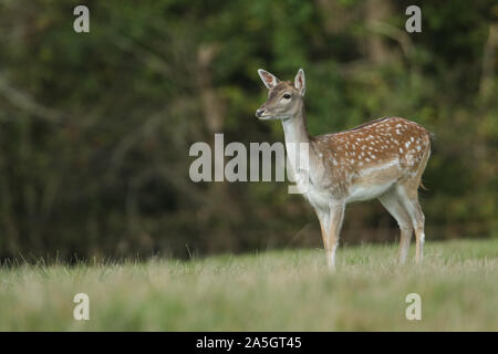 Eine schöne Damwild Hind, Dama Dama, stehend in einem Feld während der Brunftzeit. Stockfoto
