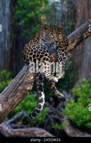 Schöne leopard liegend auf Ast aufmerksam starrte auf Viewer Stockfoto