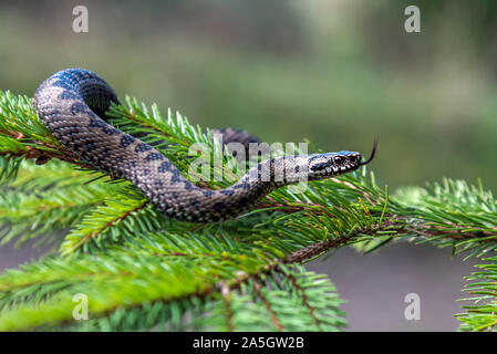 Closeup Schlange giftige Viper im Sommer auf Zweig des Baumes. Vipera berus Stockfoto