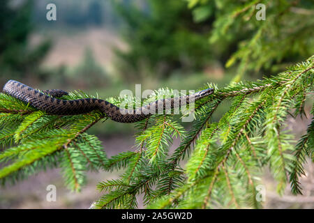 Closeup Schlange giftige Viper im Sommer auf Zweig des Baumes. Vipera berus Stockfoto