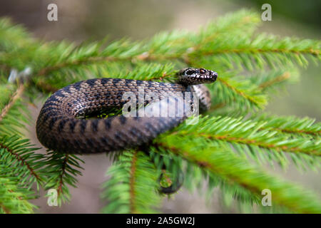 Closeup Schlange giftige Viper im Sommer auf Zweig des Baumes. Vipera berus Stockfoto