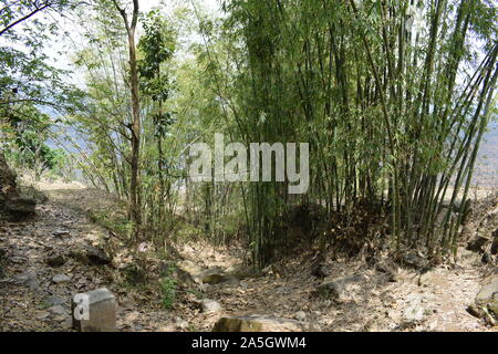 Bambusbaumgruppe in Nepal sehr starker Bambus Stockfoto