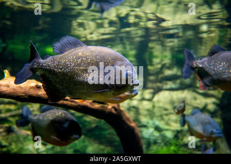 Tropische Piranha fischen in einer natürlichen Umgebung Stockfoto