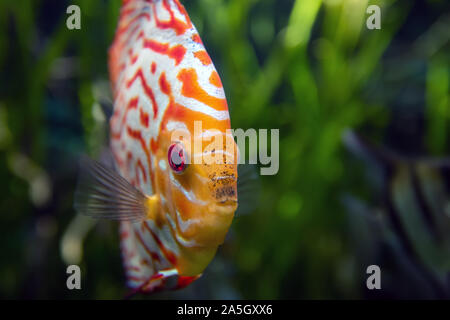 Symphysodon Discus in einem Aquarium auf grünem Hintergrund Stockfoto