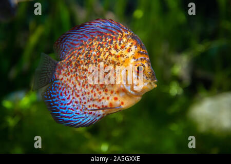Symphysodon Discus in einem Aquarium auf grünem Hintergrund Stockfoto
