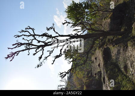 Akazie catechu (khair) Baum mit bot rot kkaththa Stockfoto