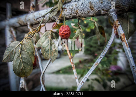 Eine trockene Hip auf einem Zweig auf einem weißen Zaun im Herbst Stockfoto