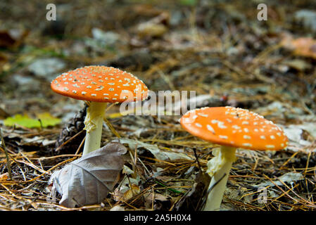 Fly agaric (fliegenpilz) Warten für Pilzsammler in Brandenburg Wald, in der Nähe von Berlin, Deutschland Stockfoto