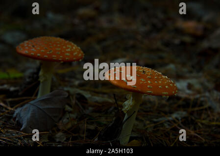 Fly agaric (fliegenpilz) Warten für Pilzsammler in Brandenburg Wald, in der Nähe von Berlin, Deutschland Stockfoto