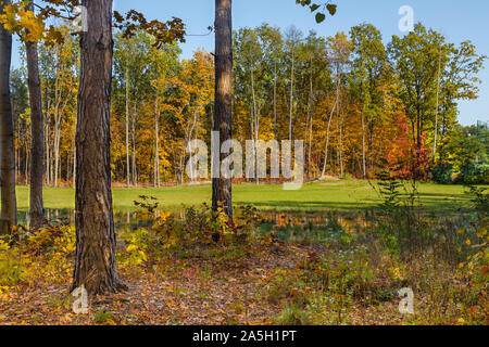 Wald, Park und Bäume mit gelben Blättern. Oktober in Polen. Bunte Blätter. Gasse in den Wäldern. Sonnigen Tag. Herbst Spaziergang zwischen den Bäumen. Stockfoto