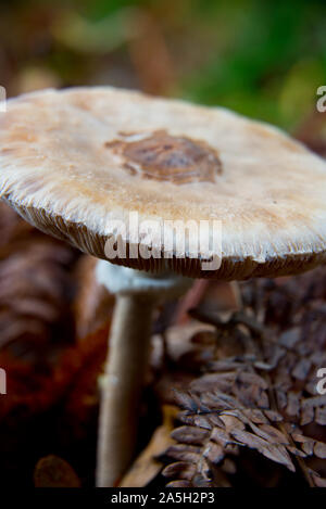 Macrolepiota excoriata Pilz warten für Pilzsammler im herbstlichen Wald Brandenburg Stockfoto
