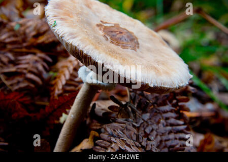 Macrolepiota excoriata Pilz warten für Pilzsammler im herbstlichen Wald Brandenburg Stockfoto