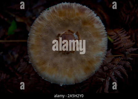 Macrolepiota excoriata Pilz warten für Pilzsammler im herbstlichen Wald Brandenburg Stockfoto