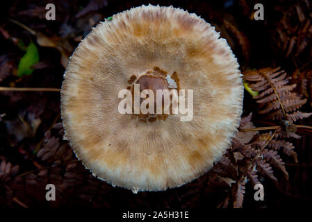 Macrolepiota excoriata Pilz warten für Pilzsammler im herbstlichen Wald Brandenburg Stockfoto