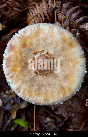 Macrolepiota excoriata Pilz warten für Pilzsammler im herbstlichen Wald Brandenburg Stockfoto