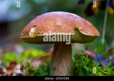 Big wild Maronenröhrlinge warten für Pilzsammler im herbstlichen Wald Brandenburg, Deutschland Stockfoto